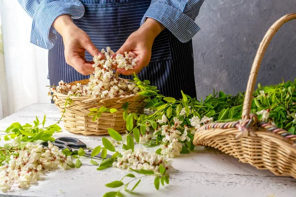 Female hands cut Acacia flowers from branches and put in basket for cooking Acacia fritters later. Concrete background 