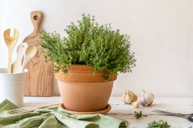 Mutfakta kekik bitkisi terra cotta tenceresinde, kap kacak, sarımsak, makas, beyaz ahşap masada peçete. Boşluğu kopyala.