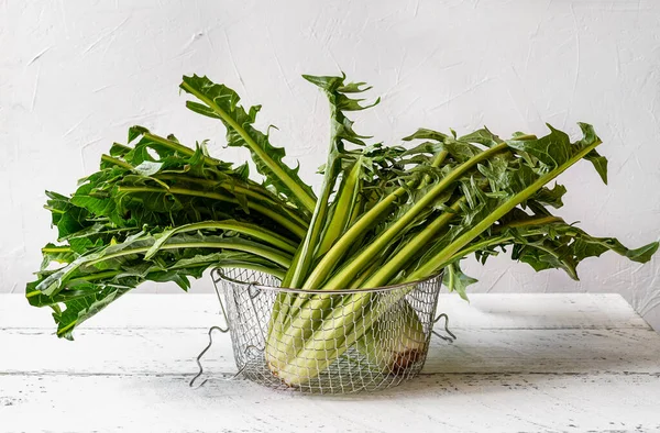 Chicory greens are low-calorie leafy vegetables with huge amount of health benefits. Green leaves of chicory in colander on white wooden background. Copy space