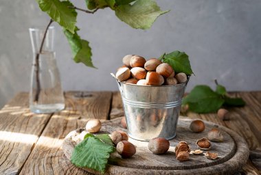 Küçük kovada fındıklar ahşap kırsal kesim tahtasında, fındık ağacı dalında. Ahşap masa, gri arka plan. Seçici odak