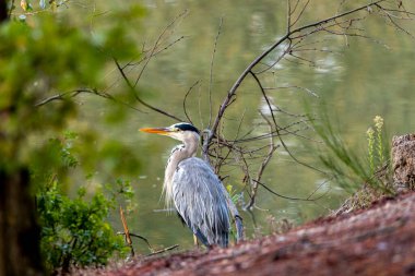 Un heron se rest au bord d 'un lac