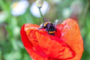 Un abeille butine un coquelicot