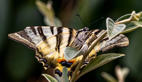 Papillon Sur Une Branche Pret Pour Decollage — Stock fotografie