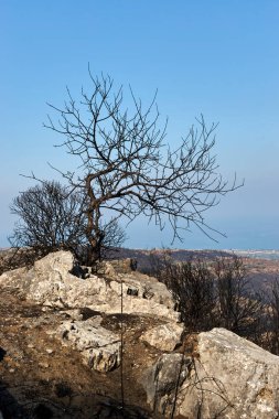 Güneş yanığı bir ağaç ve çalılık, bir dağın tepesinde inanılmaz bir manzaraya hayran olabilirsiniz.