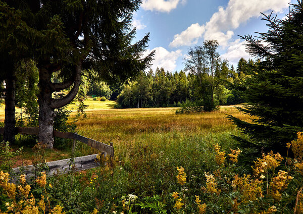 Fields of unspoiled nature, grass, trees and blue skies with a few clouds