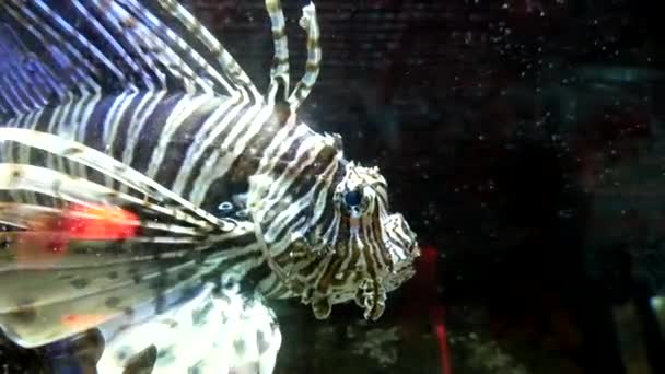 Красива Екзотична Риба Плаває Акваріумі — стокове відео