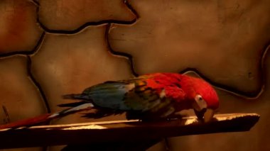 Güzel ve parlak tropikal papağan gagasını tahtada patlatır.