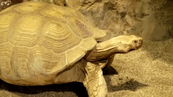 Большая Сухопутная Черепаха Гуляет Своей Террасе — стоковое видео