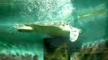 Hayvanat bahçesinin akvaryumunda bir deniz kaplumbağasının hayatı.