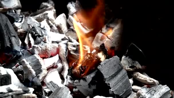 Kırmızı Sıcak Huş Kömürü Yavaşça Yanıyor — Stok video