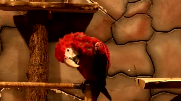 Παπαγάλος Ζωή Στο Ζωολογικό Κήπο — Αρχείο Βίντεο