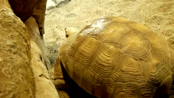 Stor Landsköldpadda Går Genom Sitt Terrarium — Stockvideo
