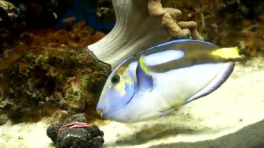 Güzel egzotik balıklar akvaryumda yüzerler.