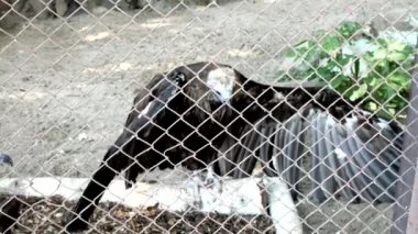 a griffin in the zoo spread its wings