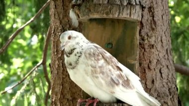 a beautiful pigeon sits on a tree and inspects everything around