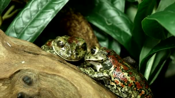 Two Exotic Frogs Sitting Tree — Vídeos de Stock