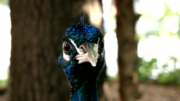 Beautiful Colorful Peacock Twirls His Head — Vídeo de stock