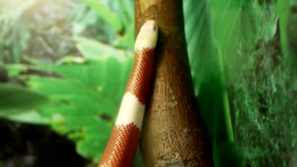 Beautiful Snake Rustic Color Crawls Tree Branch — Stock Video