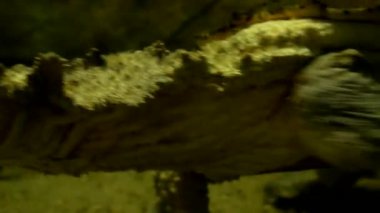 exotic turtle swims in an aquarium