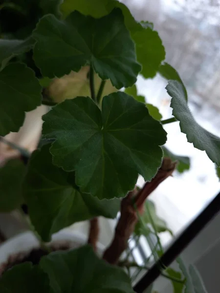 Schoonheid Van Bloemen — Stockfoto