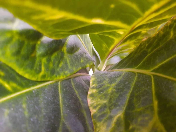 Beleza Das Flores — Fotografia de Stock