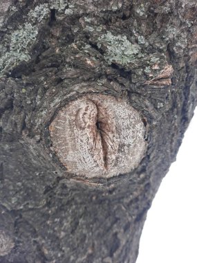 Kışın güzel doğa