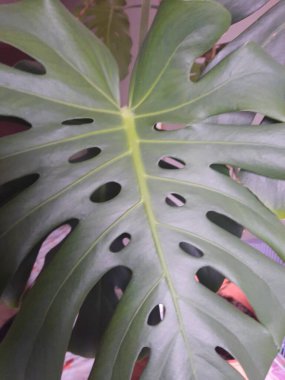 Ev çiçeklerinin güzelliği