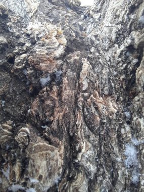 Sert bir kışın doğası.