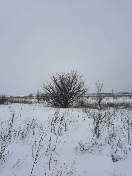 严冬中的大自然 — 图库照片