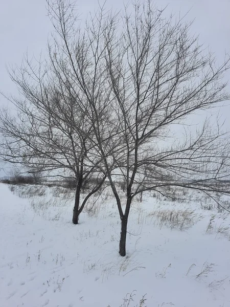 Natuur Een Strenge Winter — Stockfoto