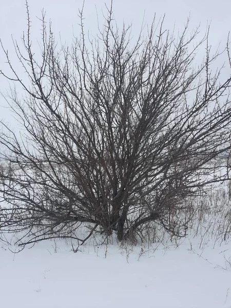 Natuur Een Strenge Winter — Stockfoto