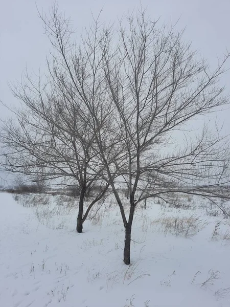 Natuur Een Strenge Winter — Stockfoto