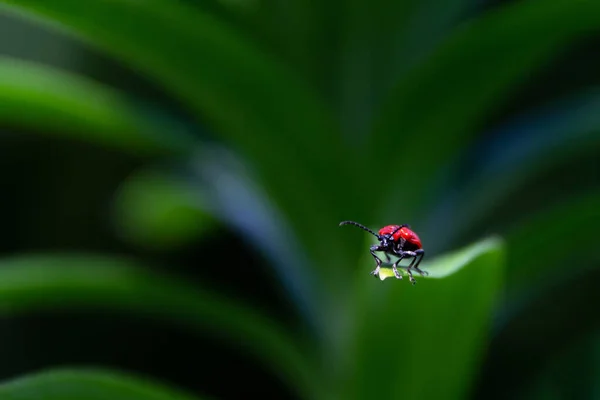 孤独な虫が彼の周りの大きな世界を探る — ストック写真