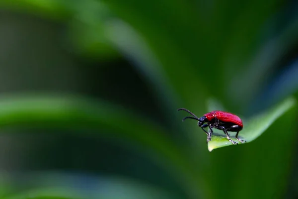 Ein Einsamer Käfer Erkundet Die Große Welt Ihn Herum — Stockfoto