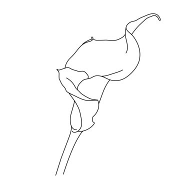 Beyaz arka planda tek satırda kalla çiçeği. Logo, davetiye, poster tasarımı.