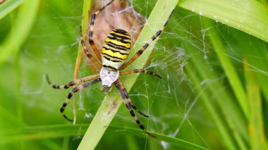 Örümcek çimlerin üzerinde bir ağ örüyor