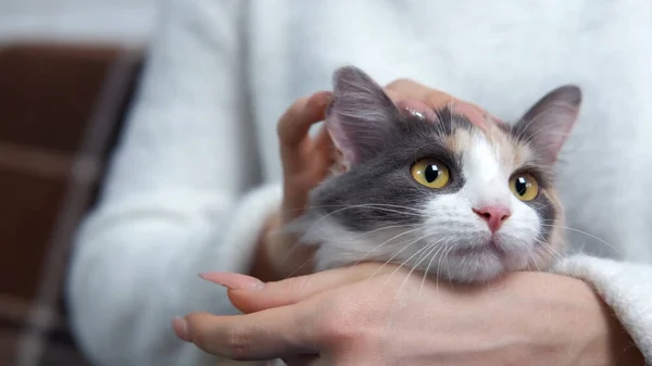 Die Katze Wird Gehalten Und Gestreichelt — Stockfoto