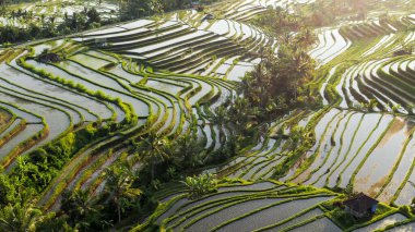 tarla suyu bitkileri hasat ediliyor