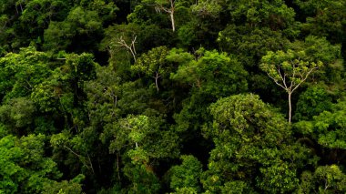 Ormanda ağaçlar uçuyor.