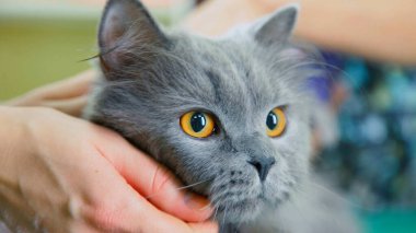 Gri kedi çenesini okşuyor.