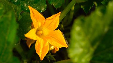 Yeşil yapraklı sarı çiçek