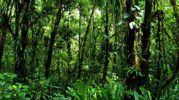Fák Dzsungelben — Stock Fotó