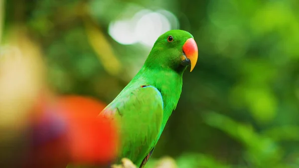 kırmızı gagası ile yeşil papağan