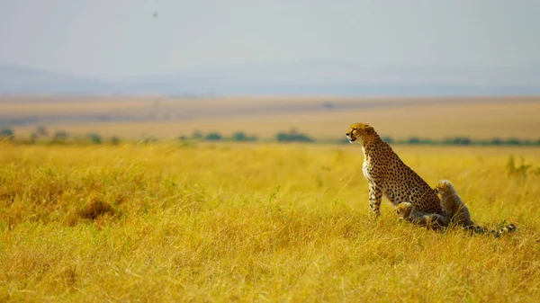 Sahada yavruları olan panter.