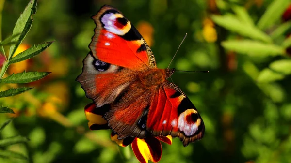 Papillon Dans Nature Dans Herbe — Photo