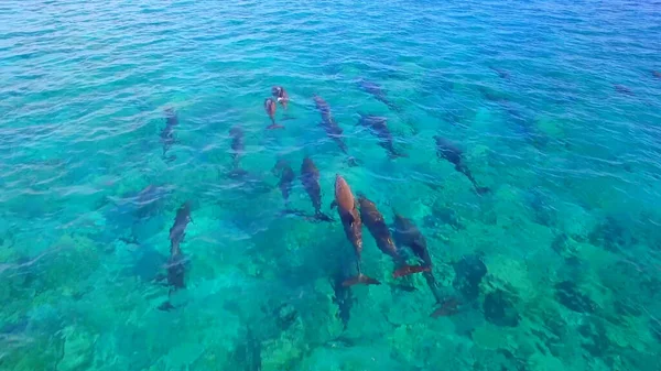 Flock Dolphins Swim Underwater — Stock Photo, Image