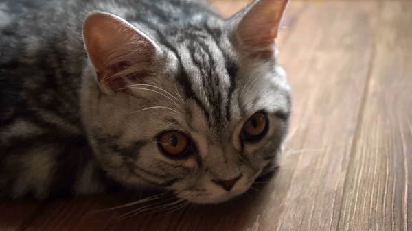 Graue Katze Legte Den Kopf Auf Den Boden — Stockfoto