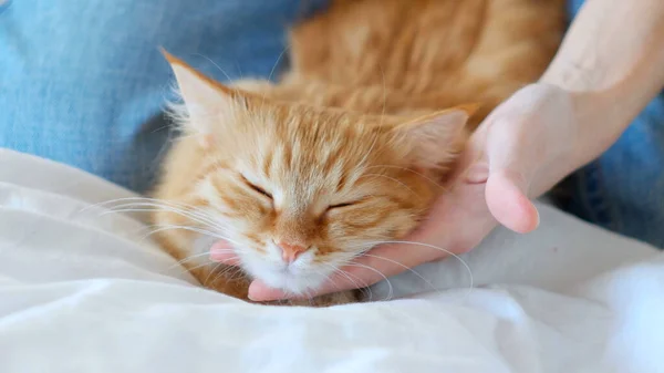 Rote Katze Legte Den Kopf Auf Die Handfläche — Stockfoto