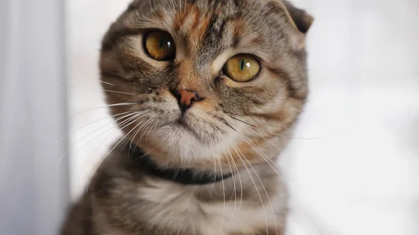 Gatto Con Uno Sguardo Triste — Foto Stock