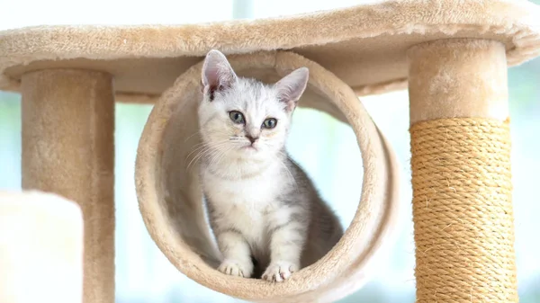 Kätzchen Kletterte Ins Katzenhaus — Stockfoto